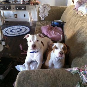 Meet your Posher, Victoria lisle